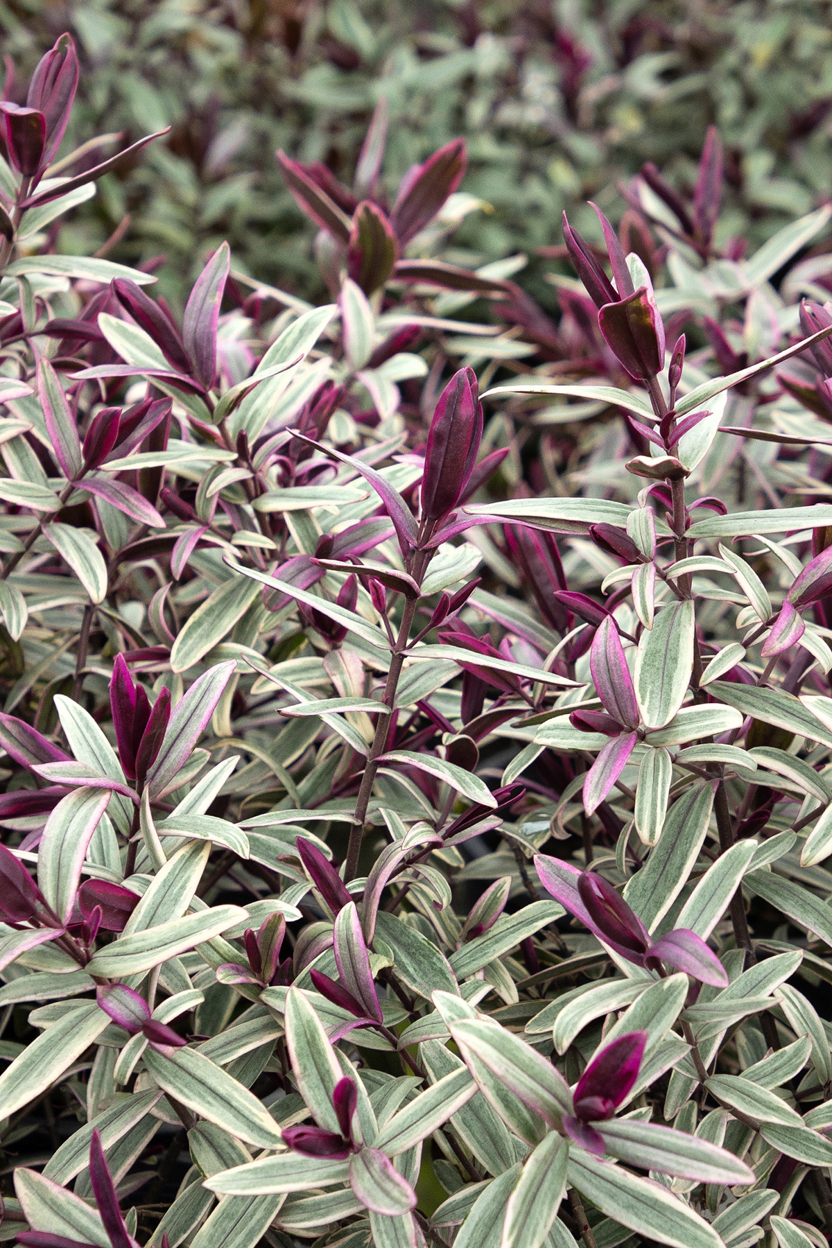Surf™ Break Hebe, Hebe speciosa 'HebAnn03', Monrovia Plant