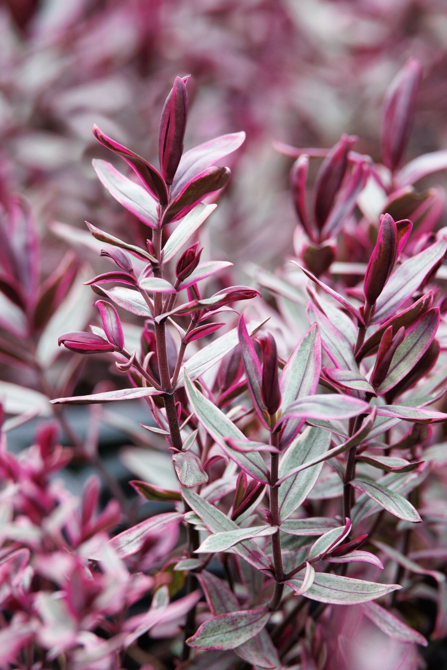 Surf™ Break Hebe, Hebe speciosa 'HebAnn03', Monrovia Plant