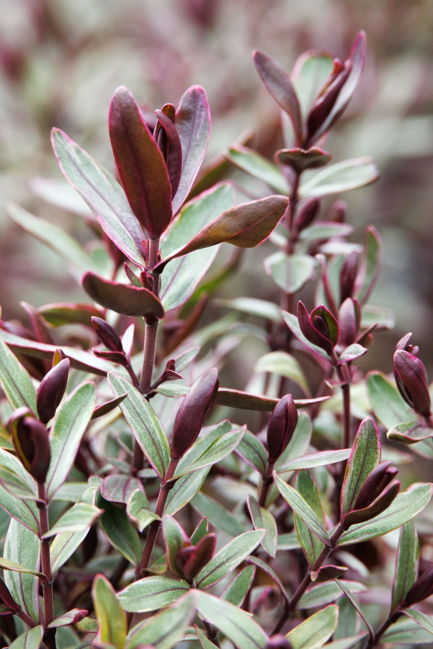 © Monrovia by Doreen Wynja 