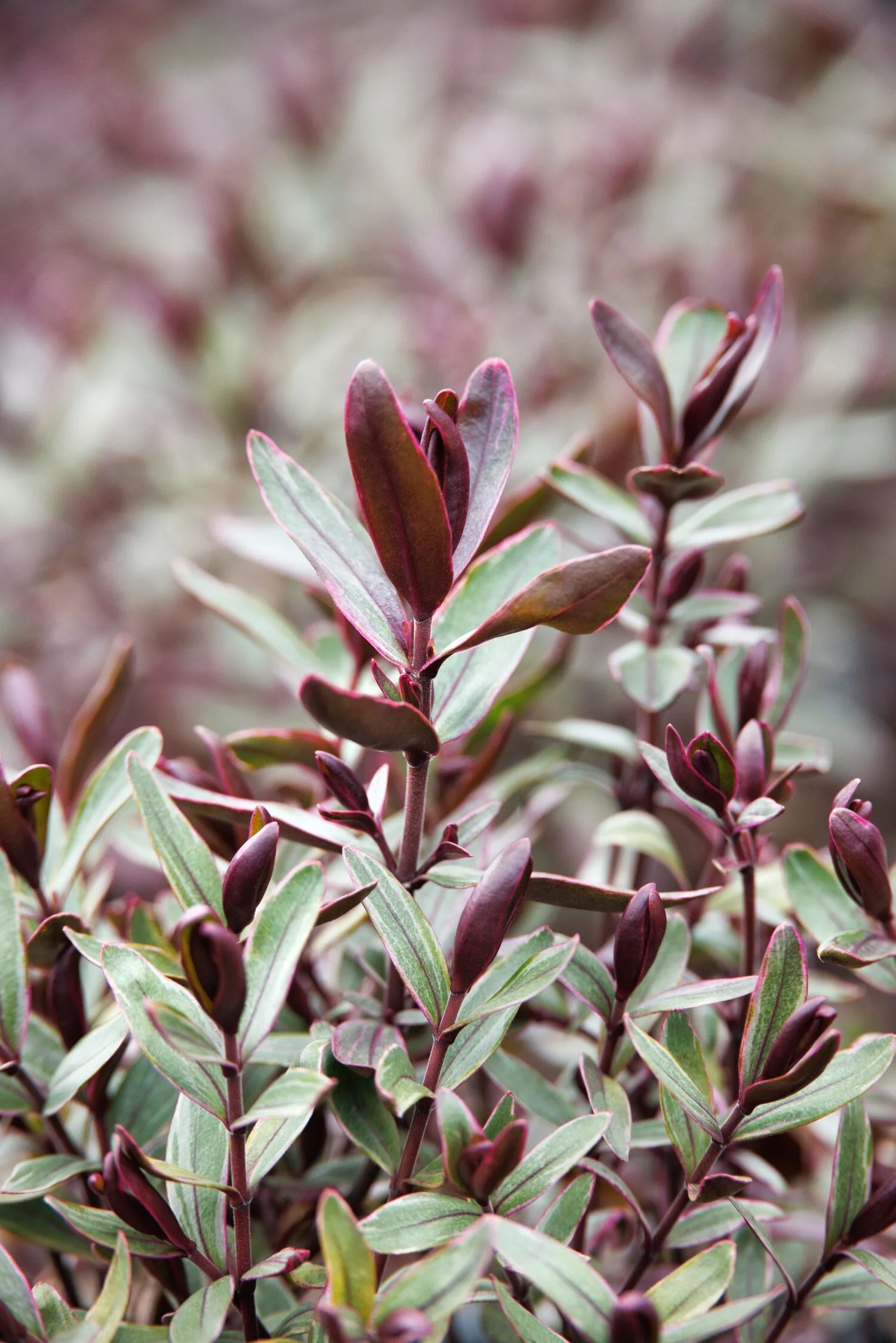 © Monrovia by Doreen Wynja 