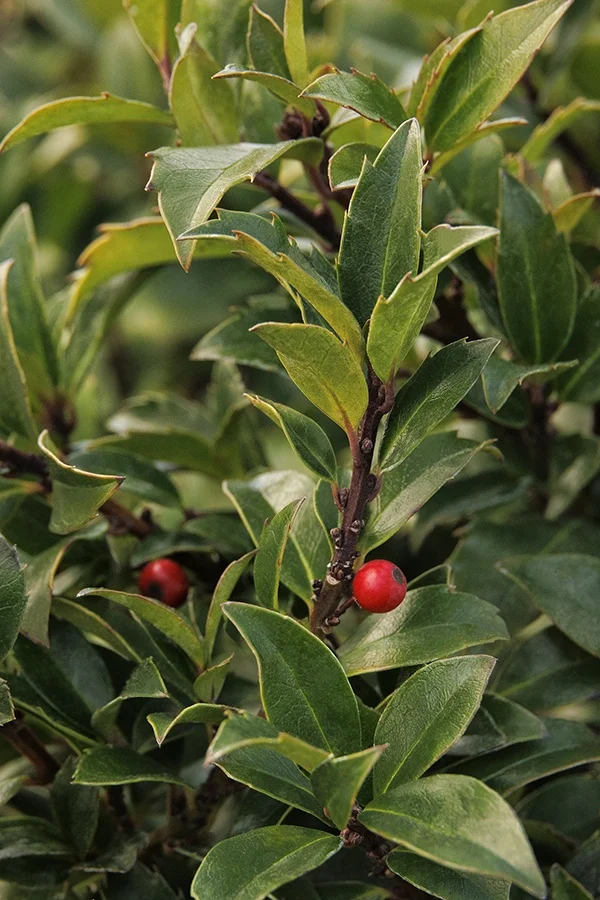 ©Monrovia, by Doreen Wynja