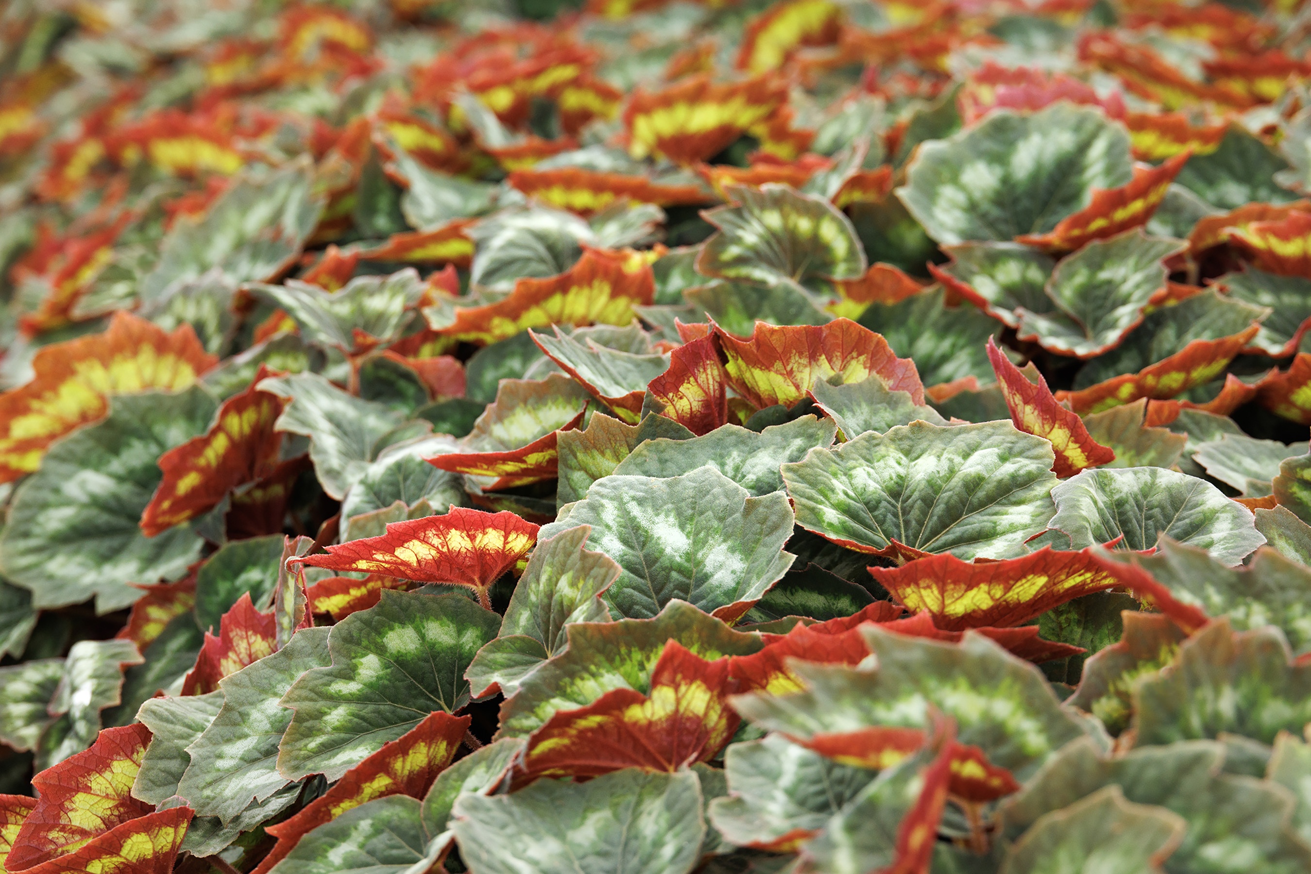 Tectonic® Asteroid Begonia, Begonia annulata 'DJHAP18066