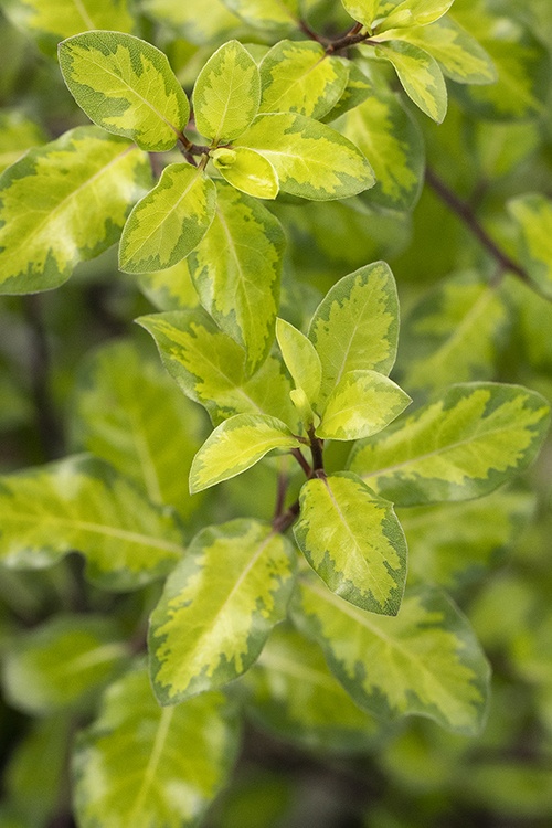 Monrovia Gold Coast Pittosporum