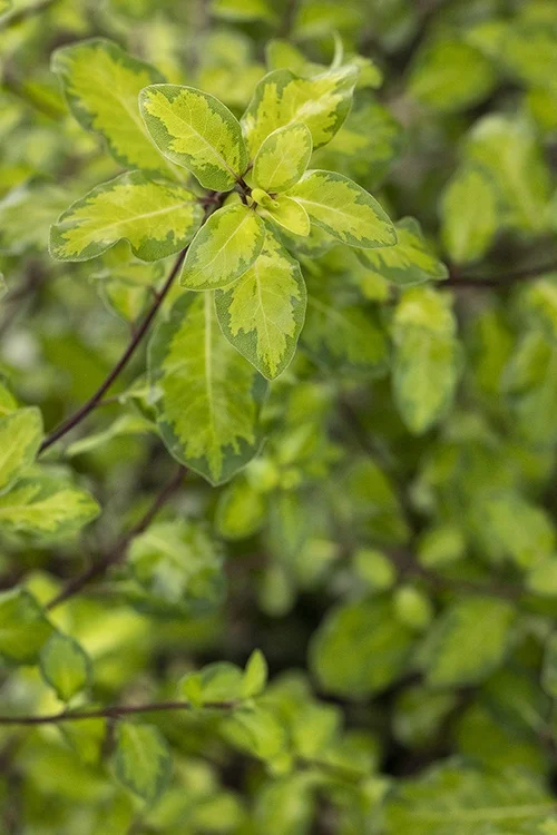 ©Monrovia, by Doreen Wynja