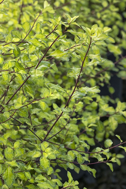 Monrovia Gold Coast Pittosporum - Thumbnail 3