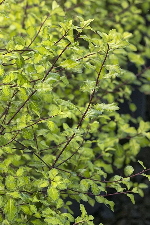 ©Monrovia, by Doreen Wynja