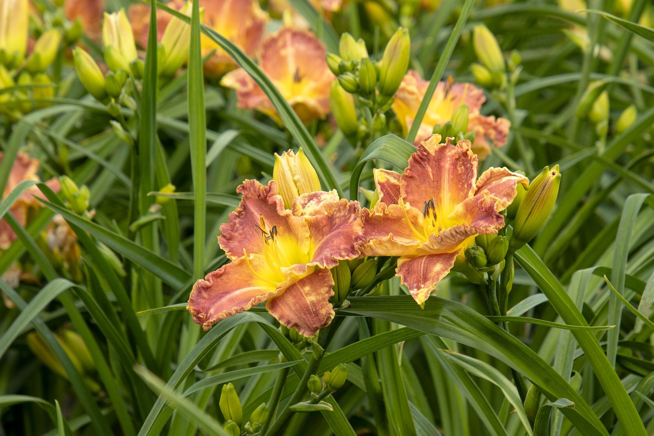 Titan Skye® Daylily, Hemerocallis x 'MON7091' PPAF, Monrovia Plant