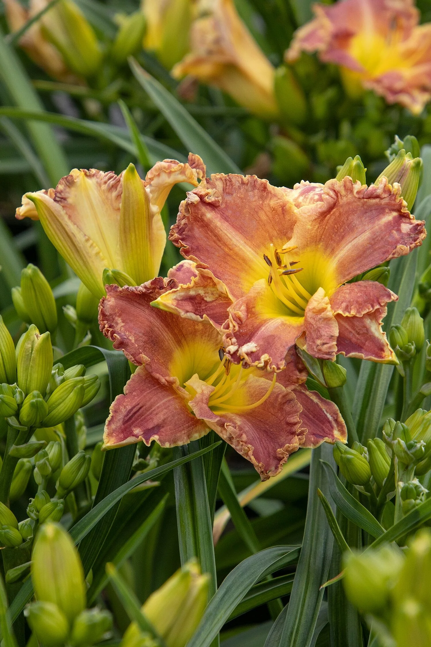 Titan Skye® Daylily, Hemerocallis x 'MON7091' PPAF, Monrovia Plant