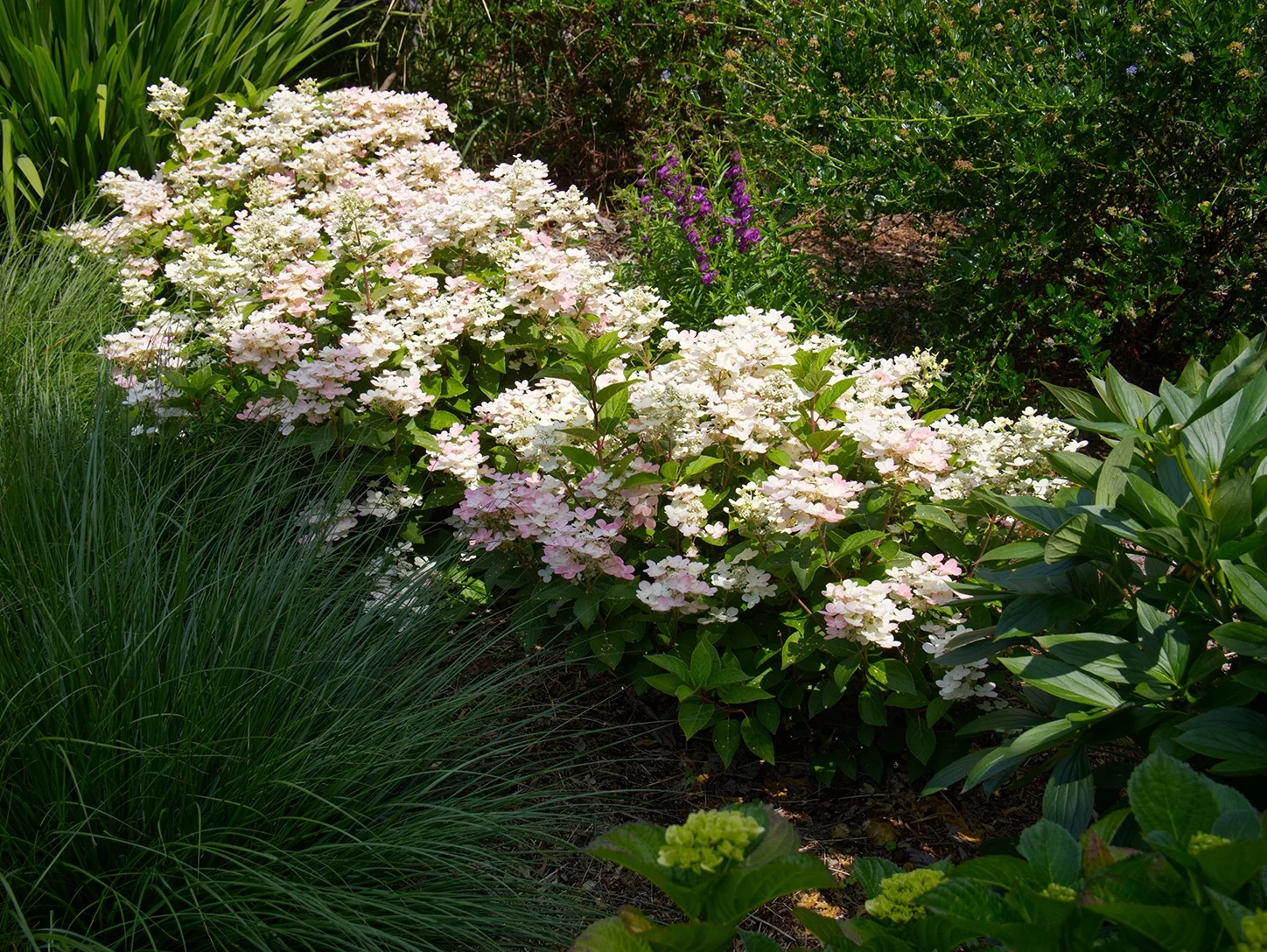 Early Evolution® Hydrangea, Hydrangea paniculata 'AJ14' PP #30,983