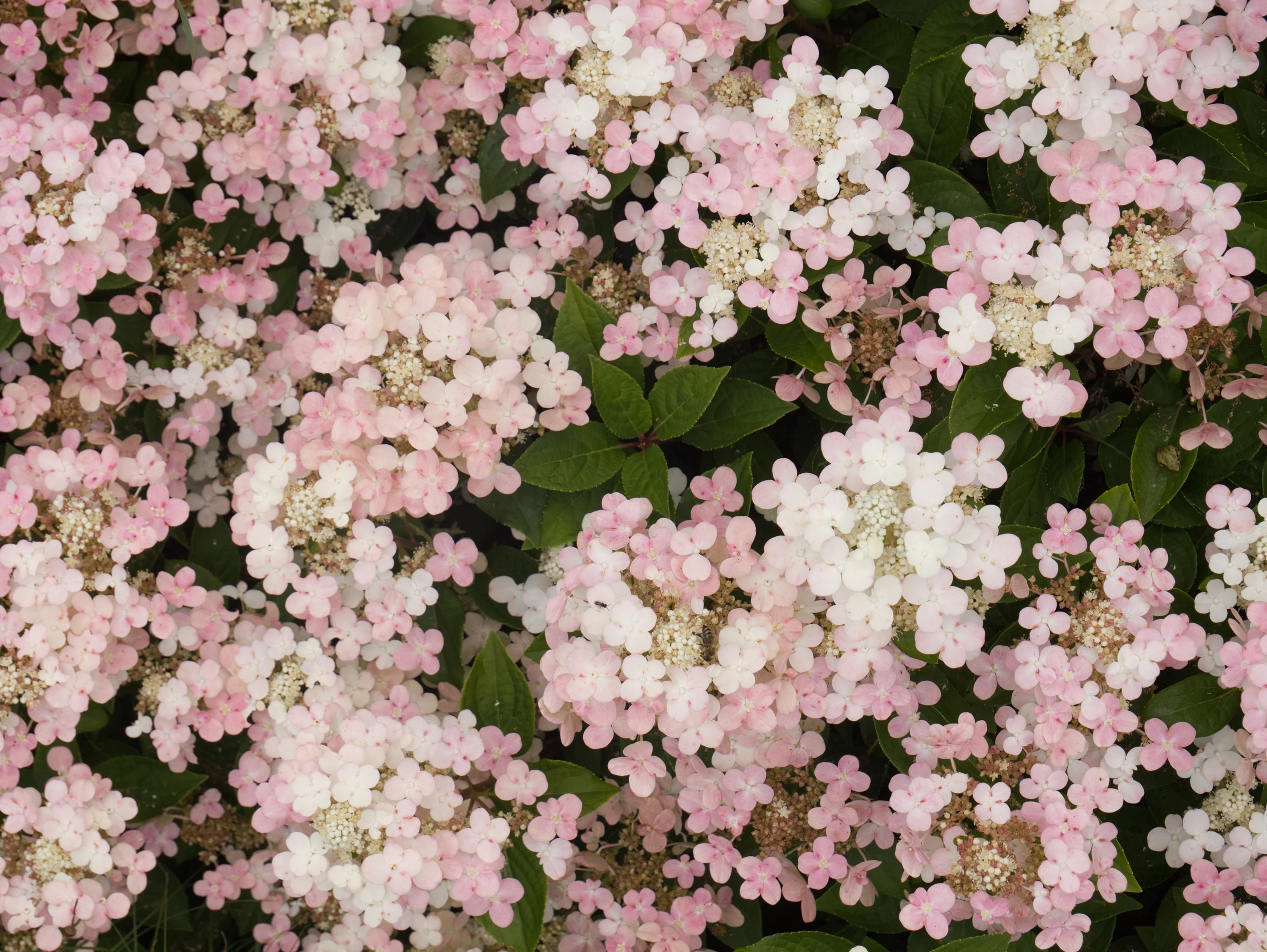 Early Evolution® Hydrangea, Hydrangea paniculata 'AJ14' PP #30,983