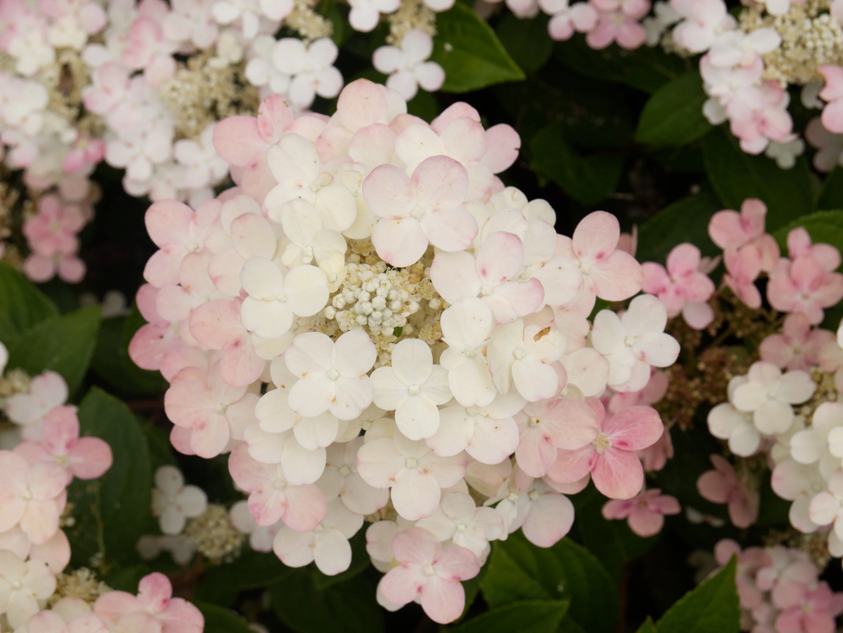 Early Evolution® Hydrangea, Hydrangea paniculata 'AJ14' PP #30,983