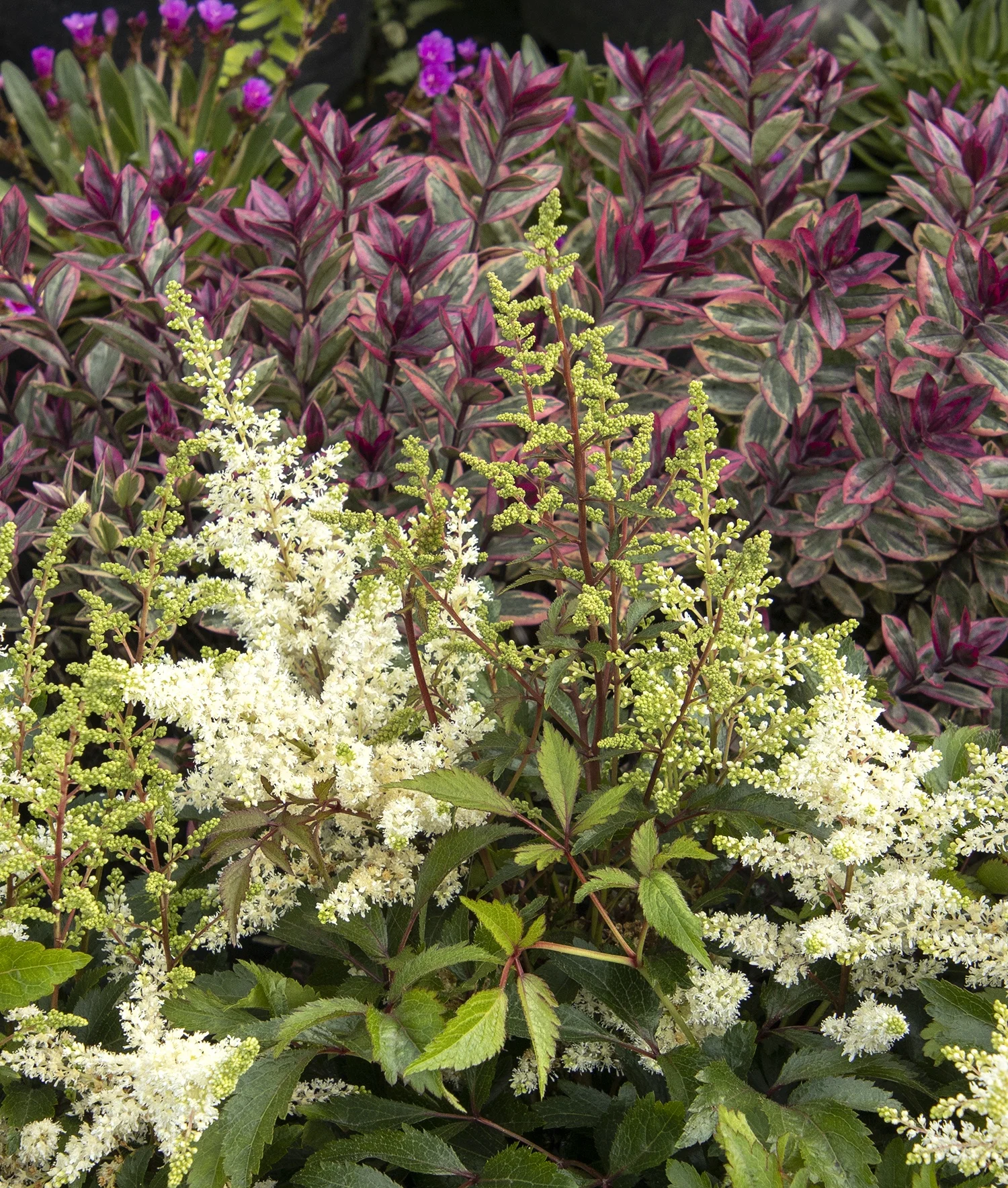 ©Monrovia by Doreen Wynja 