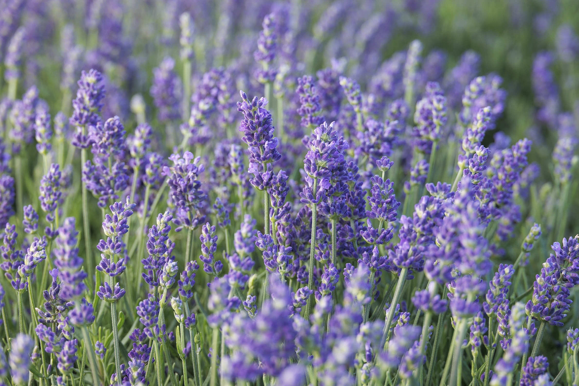 Vintro Blue English Lavender, Lavandula angustifolia, Monrovia Plant