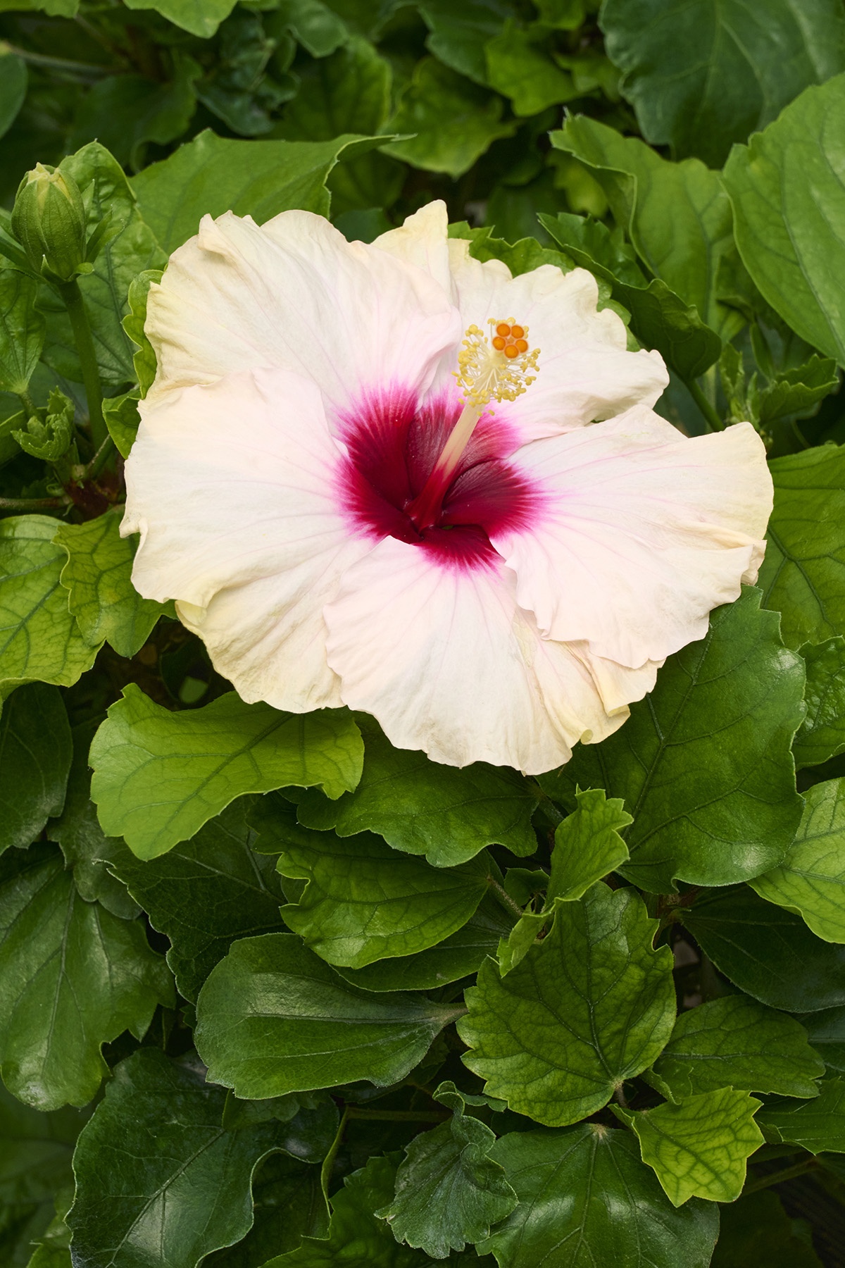 Jazzy Jewel® Opal Hibiscus, Hibiscus rosa-sinensis 'AH-51' PPAF
