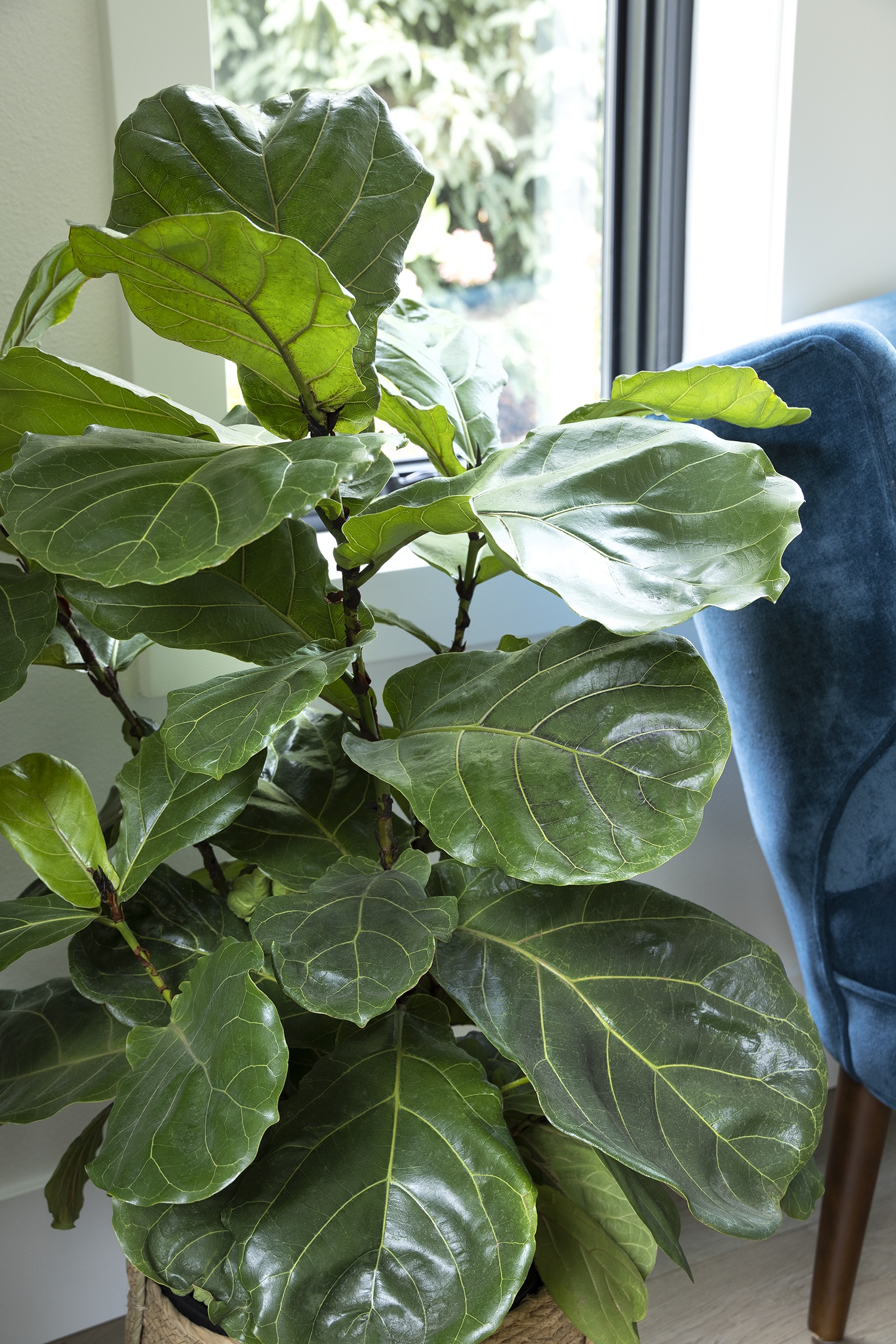 Fiddle Leaf Fig, Ficus lyrata, Monrovia Plant