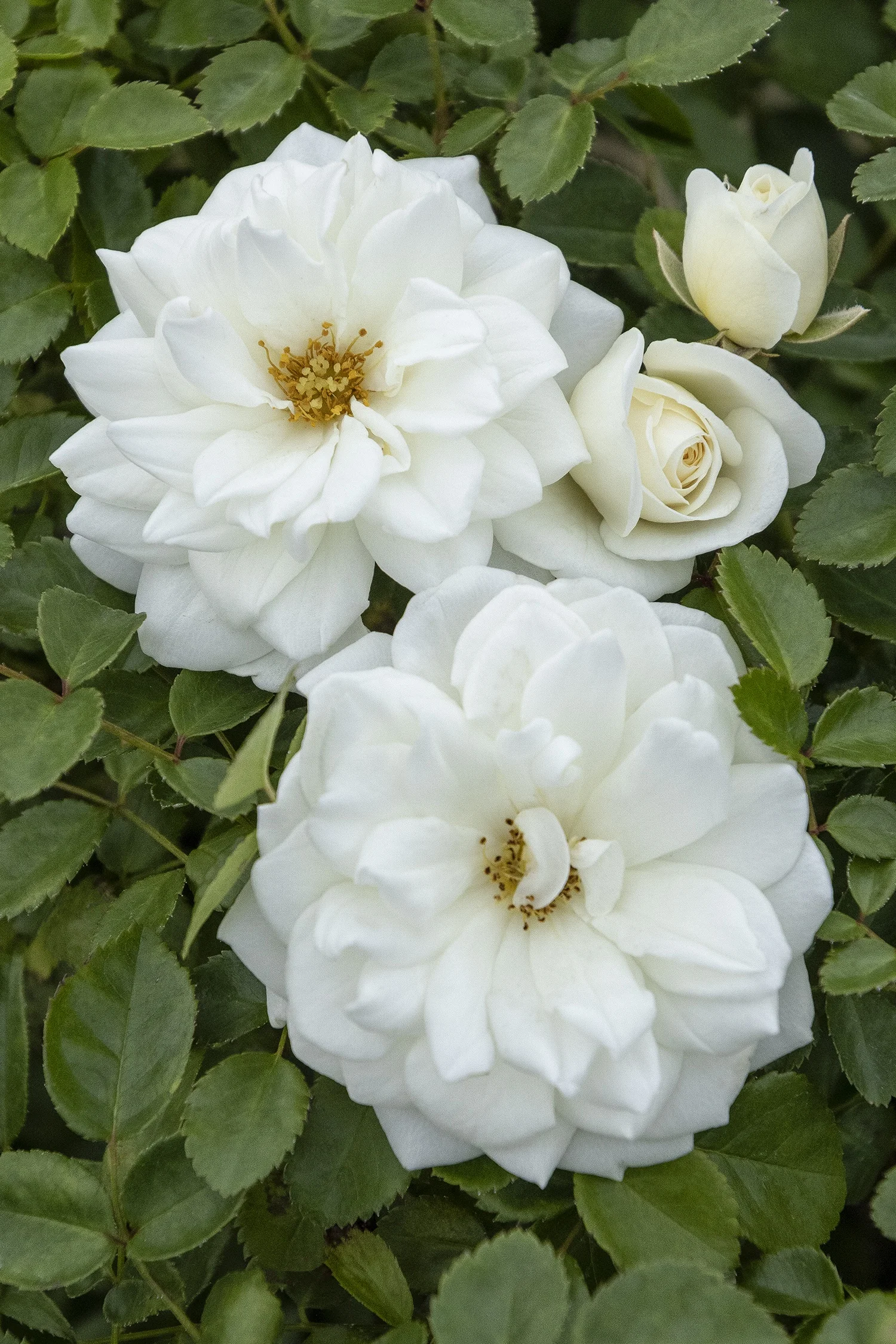 ©Monrovia by Doreen Wynja 