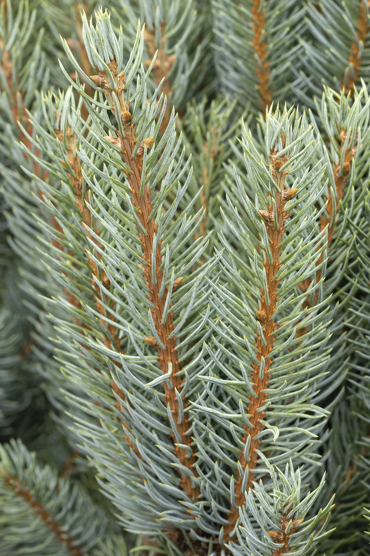 ©Monrovia by Doreen Wynja 