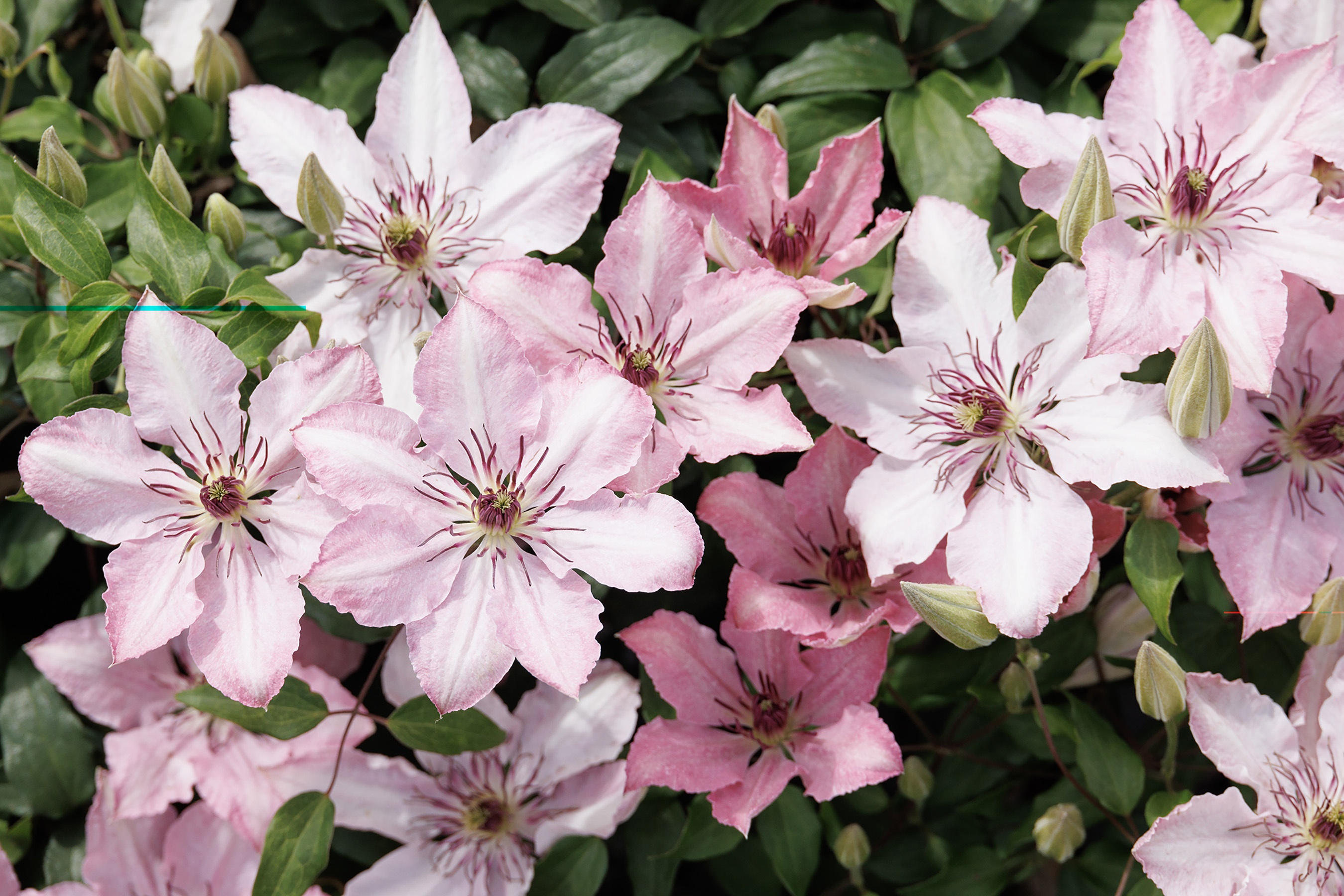 Boulevard® Sarah Elizabeth™ Clematis, Clematis 'Evipo098'