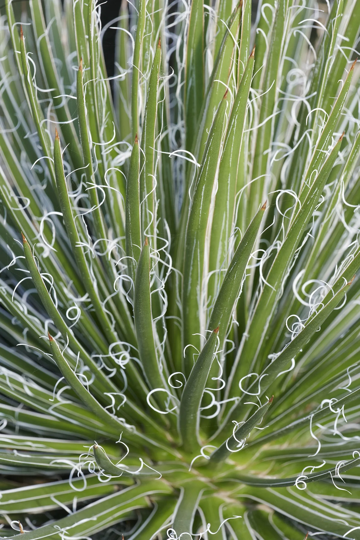 Green Surprise Agave, Agave geminiflora 'Green Surprise', Monrovia