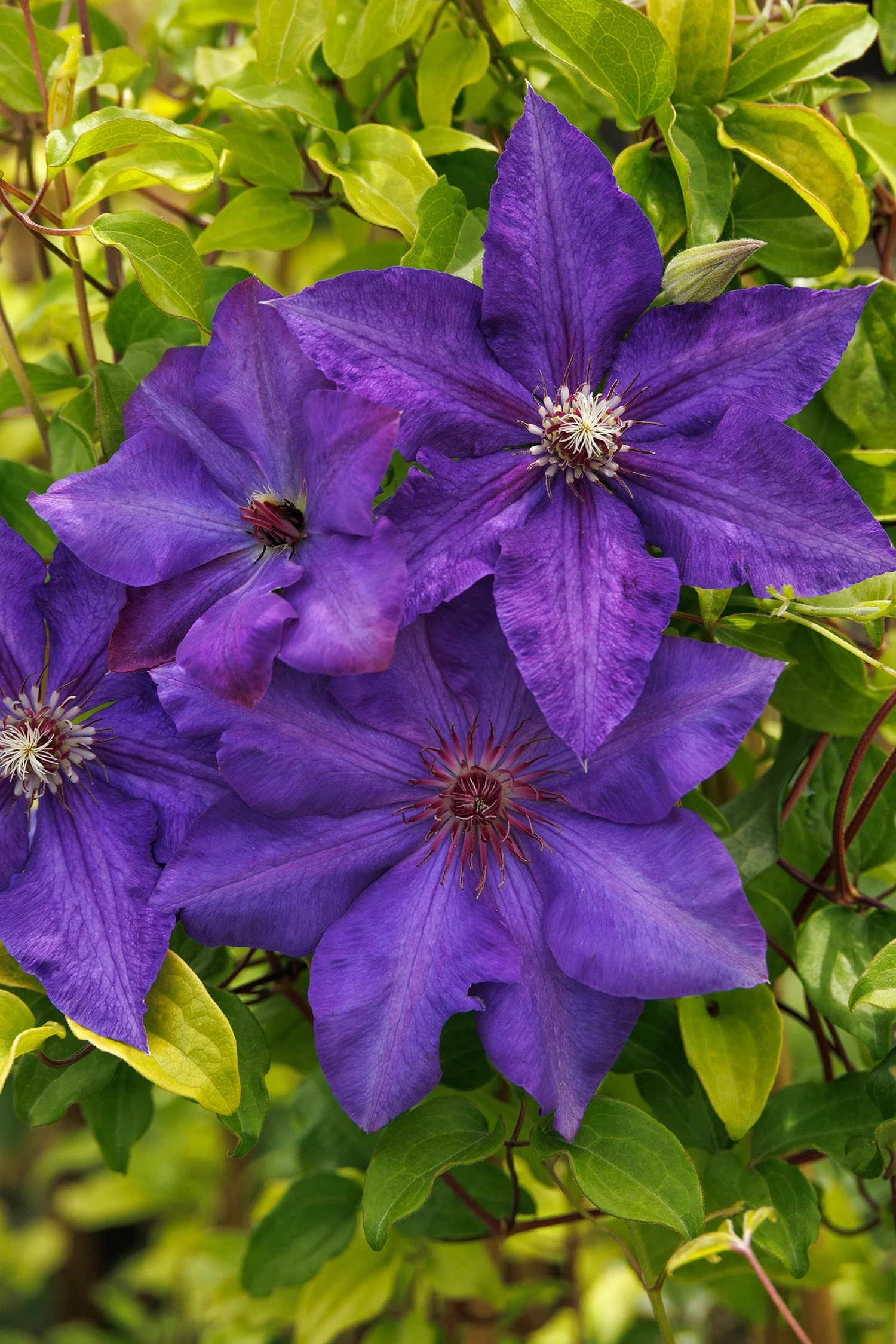 © Monrovia by Doreen Wynja