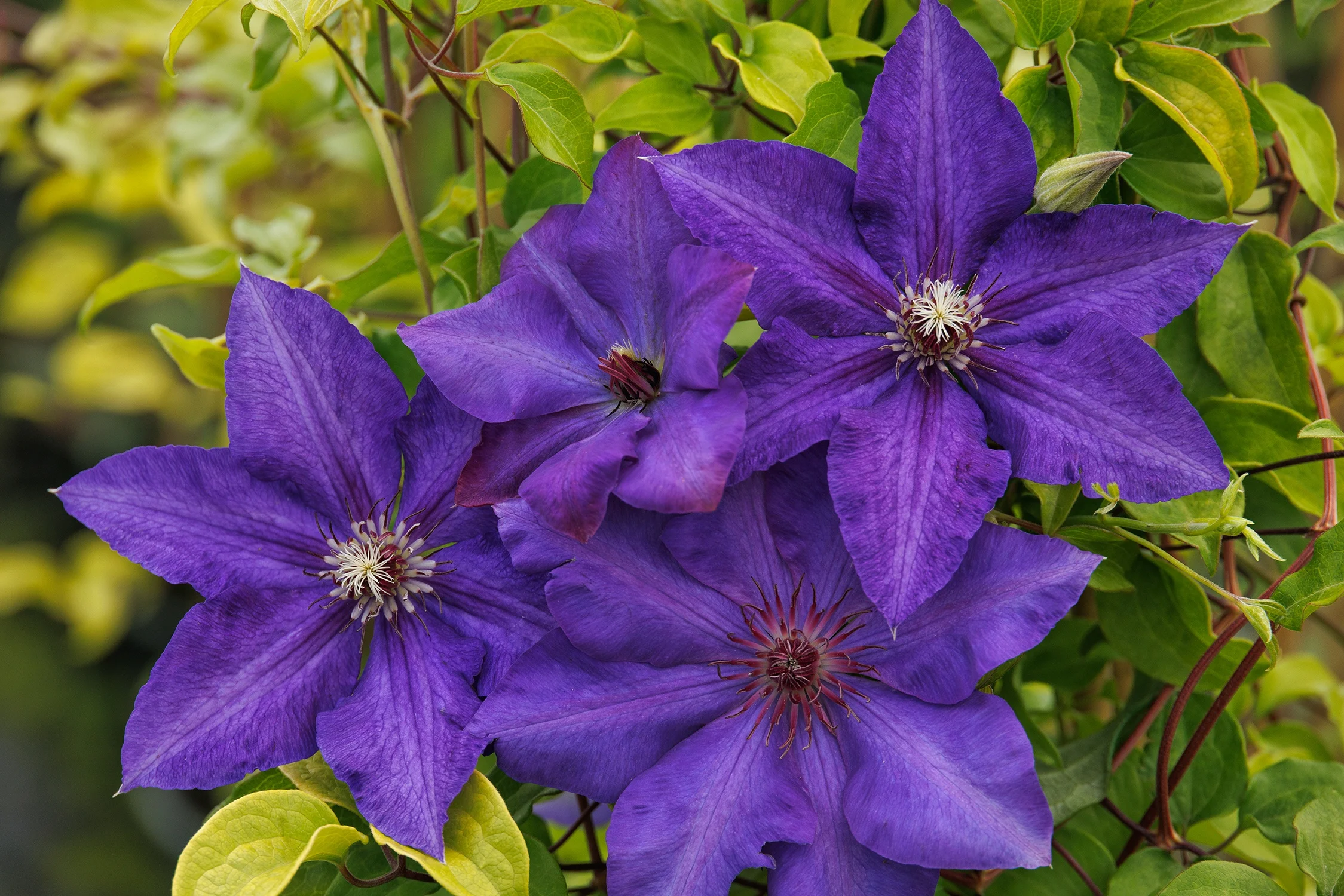 © Monrovia by Doreen Wynja