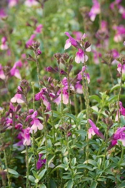 © Monrovia by Brandon Friend-Solis