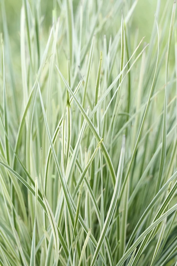 © Monrovia by Brandon Friend-Solis