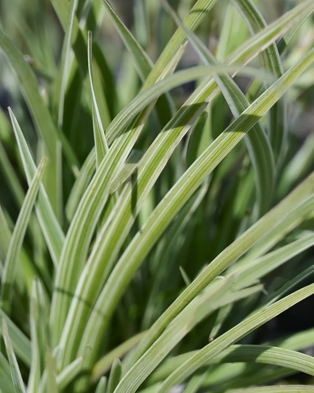 © Monrovia by Brandon Friend-Solis