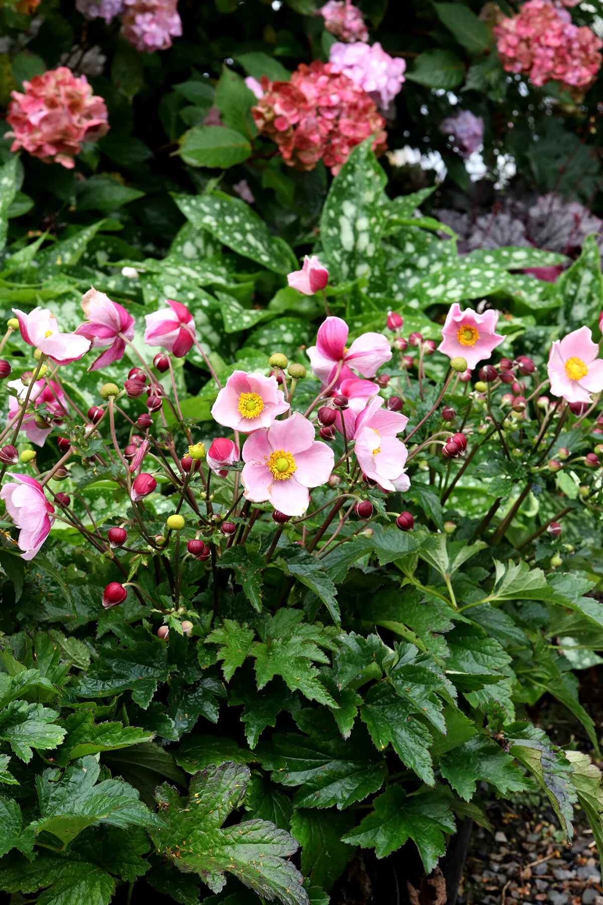 Satin Doll™ Blush Anemone, Anemone x 'Blush' PPAF, Monrovia Plant