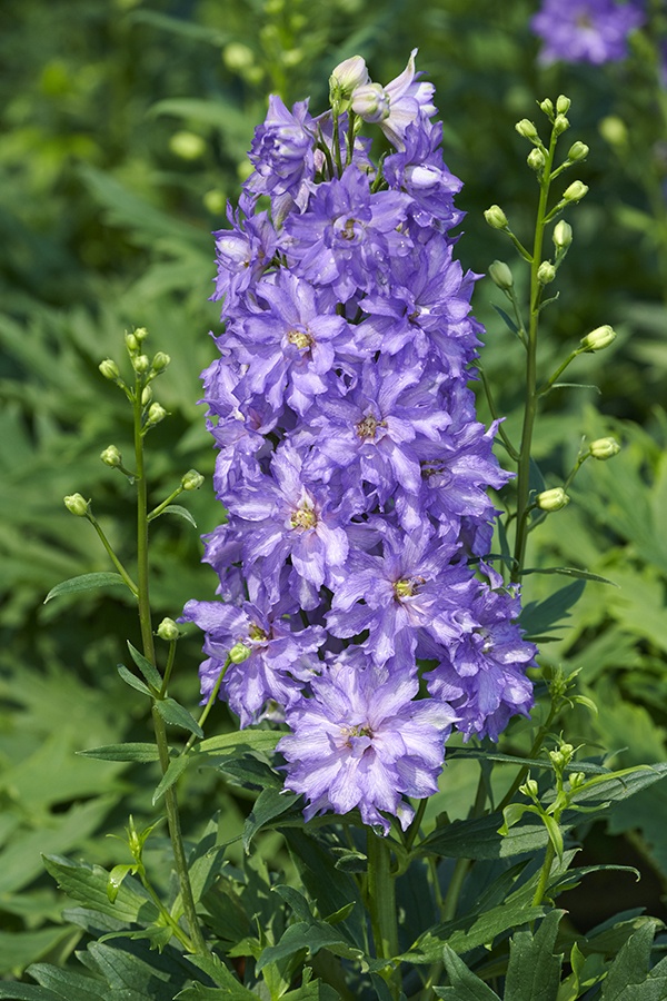 Delgenius™ Breezin Delphinium, Delphinium 'Breezin', Monrovia Plant