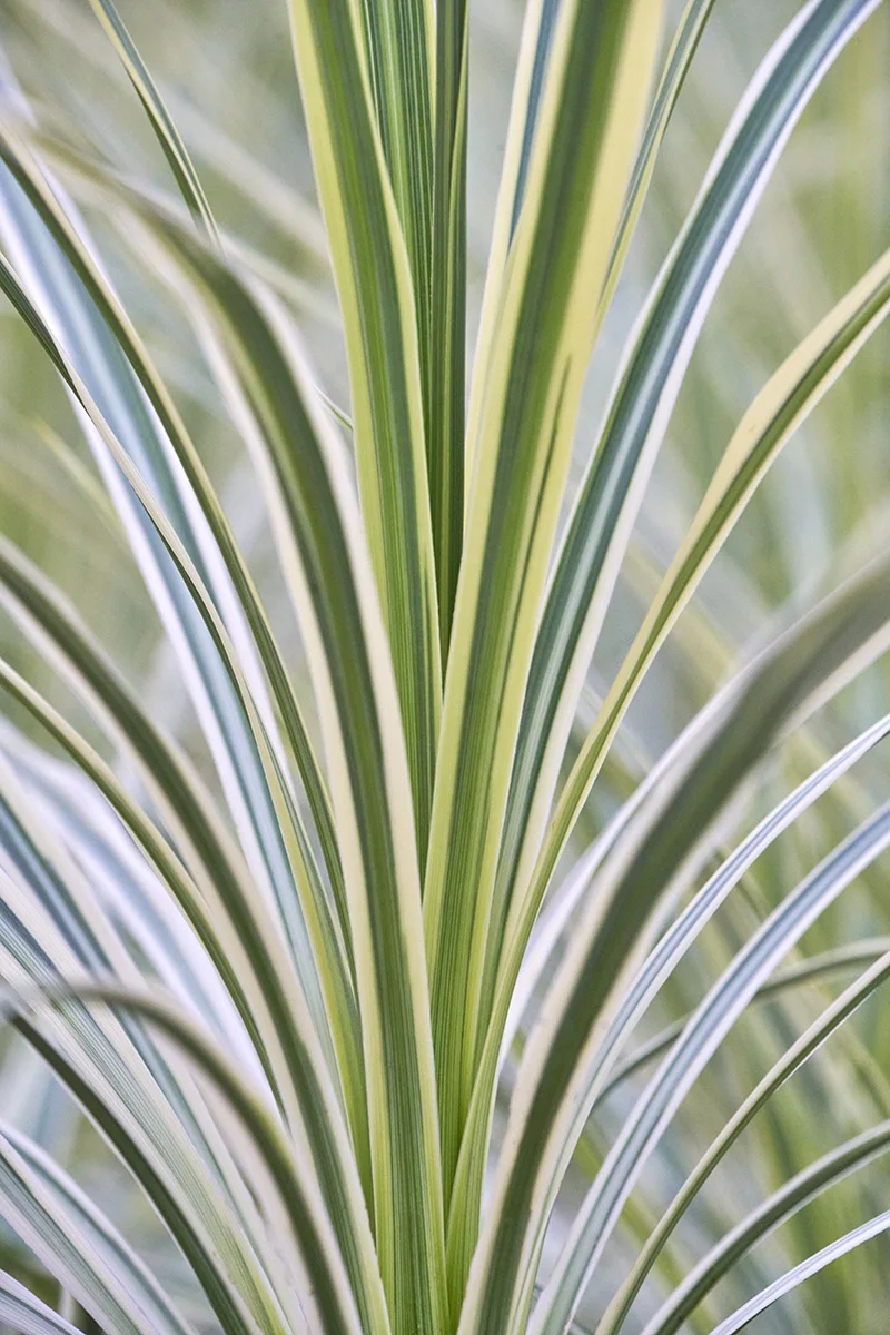 © Monrovia by Brandon Friend-Solis