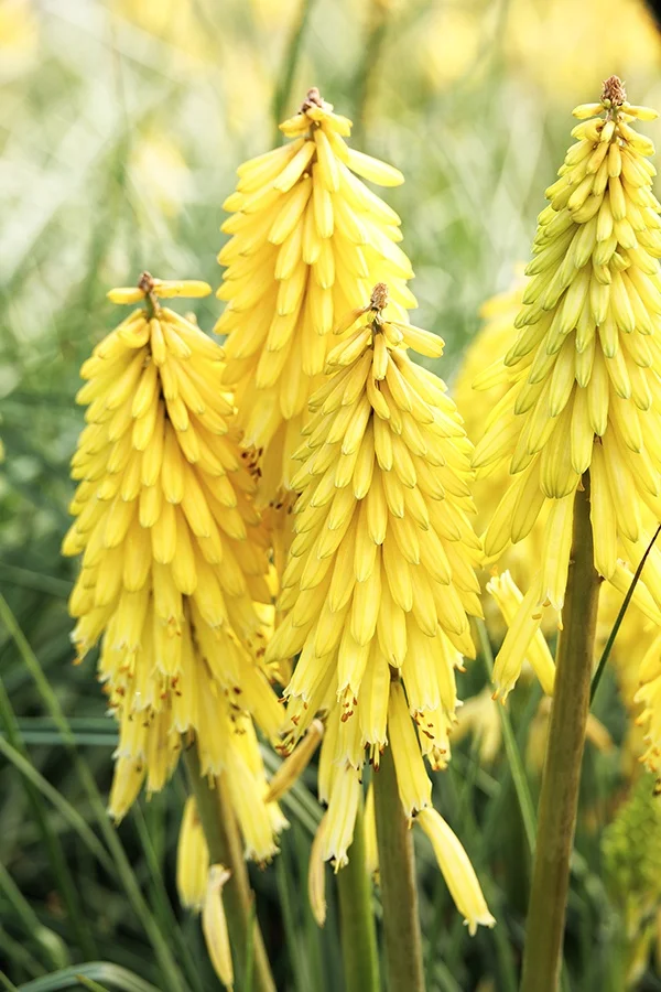 ©Monrovia, by Doreen Wynja