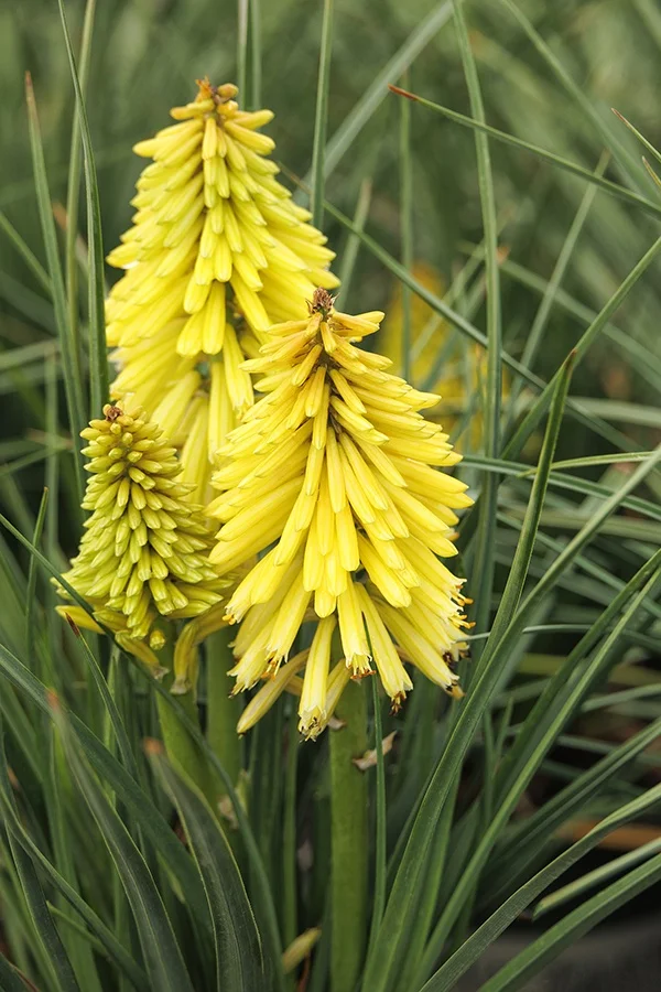 ©Monrovia, by Doreen Wynja