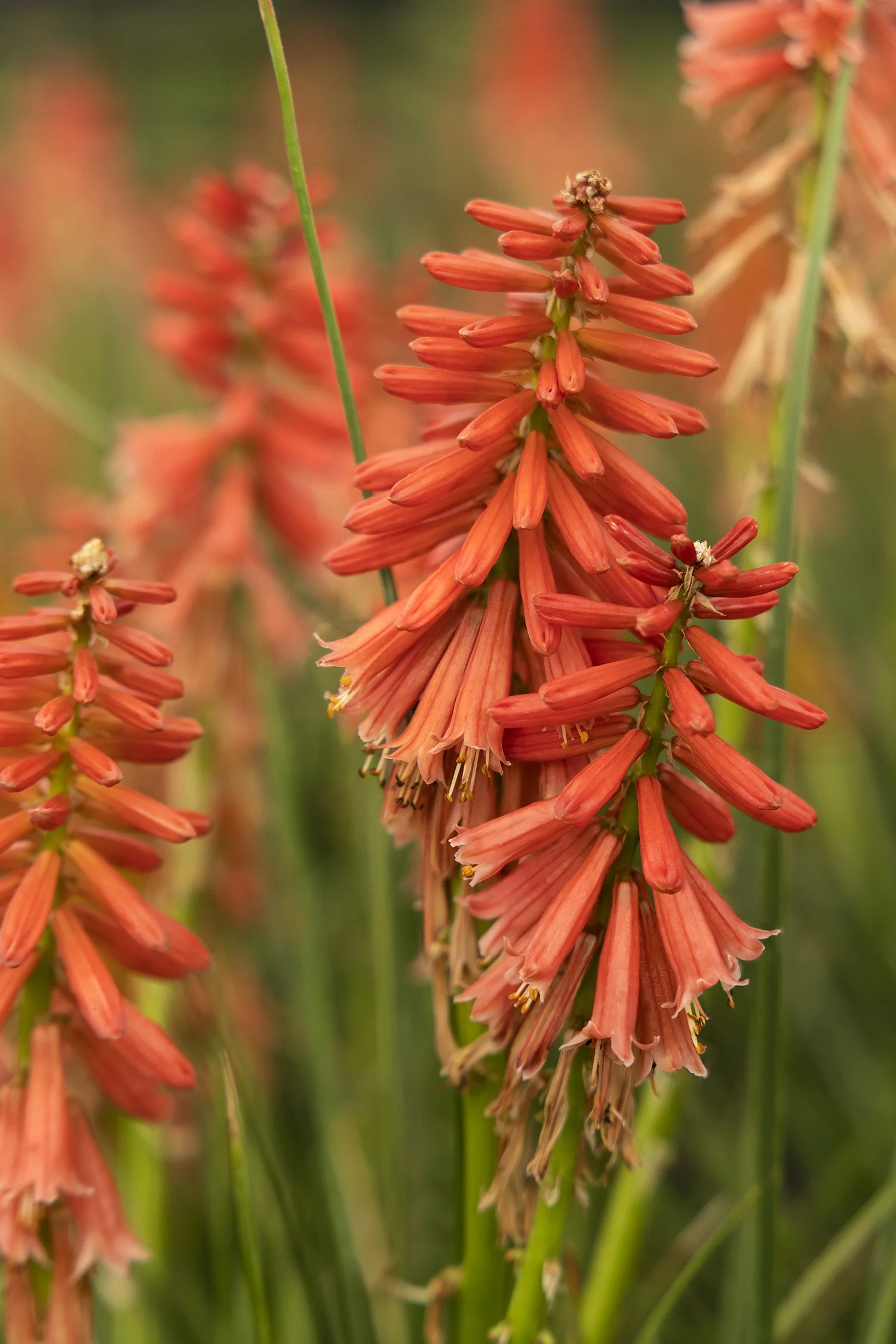 © Monrovia by Doreen Wynja