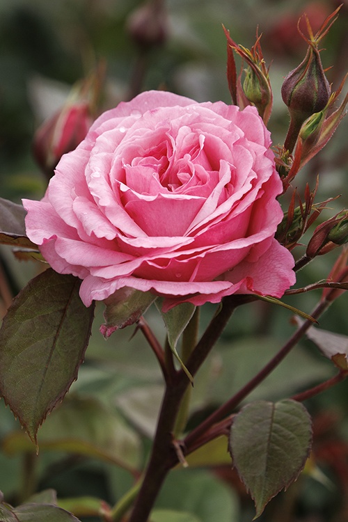Heavenly Ascent® Pink Climbing Rose, Rosa 'Meictarus' PP #35,602