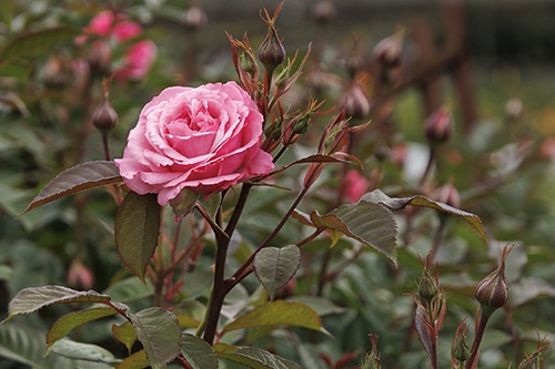 Heavenly Ascent® Pink Climbing Rose, Rosa 'Meictarus' PP #35,602