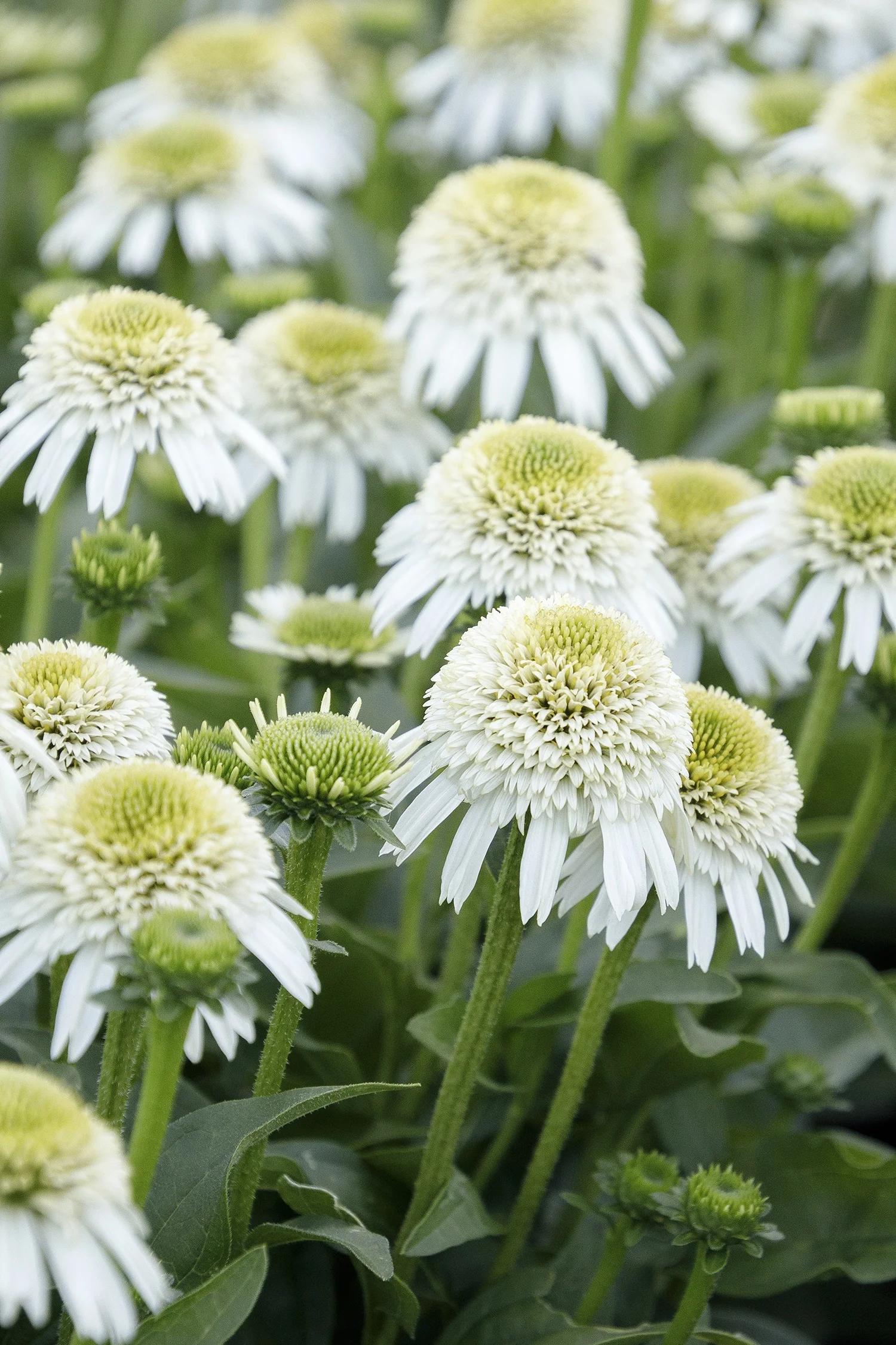 ©Monrovia by Doreen Wynja 