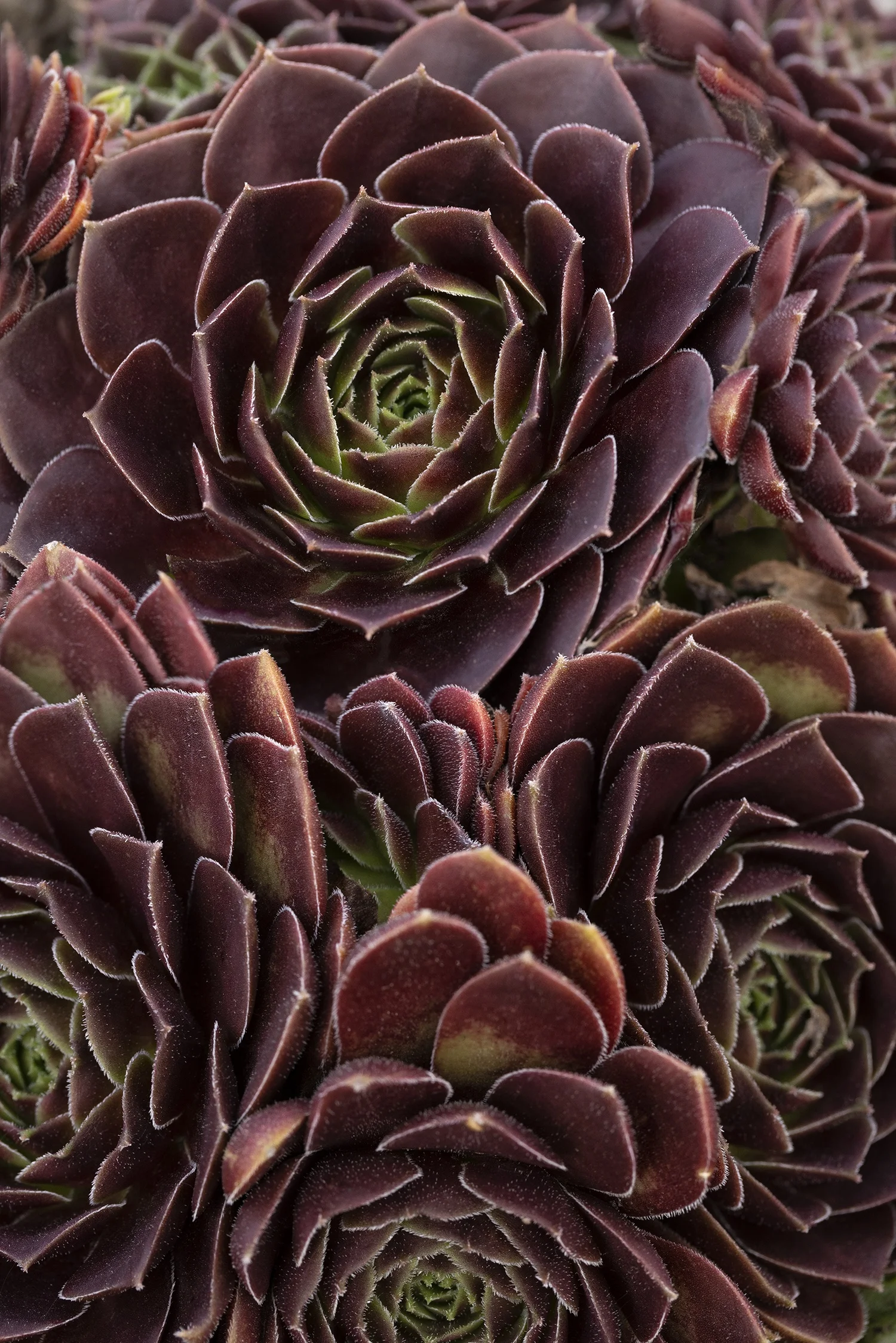 © Monrovia by Doreen Wynja