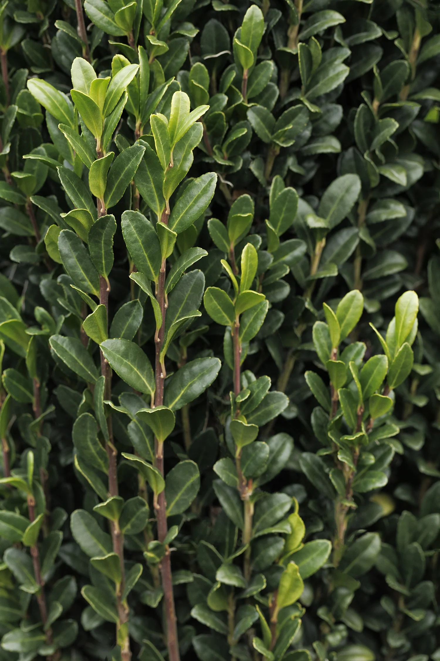 © Monrovia by Doreen Wynja