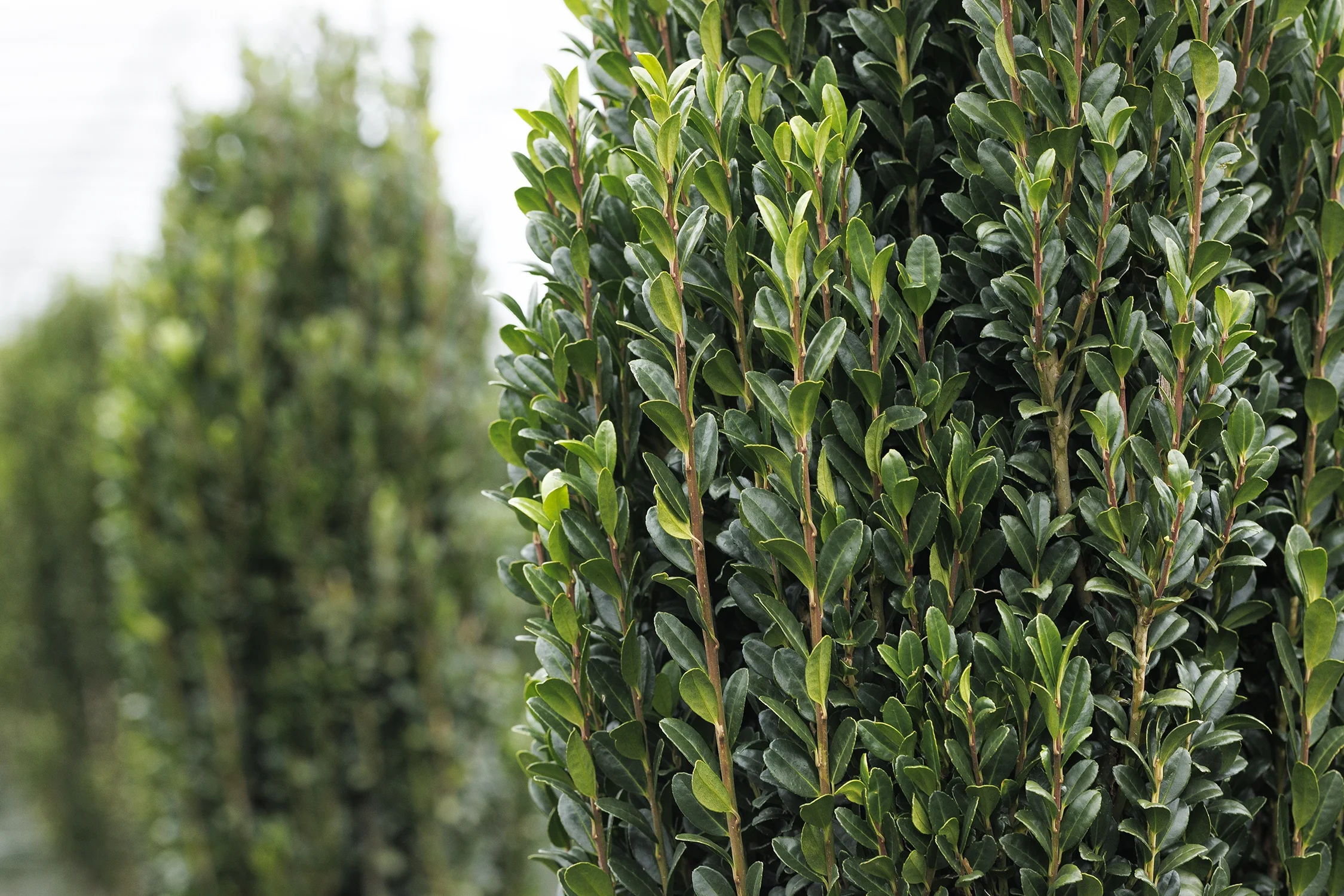 © Monrovia by Doreen Wynja