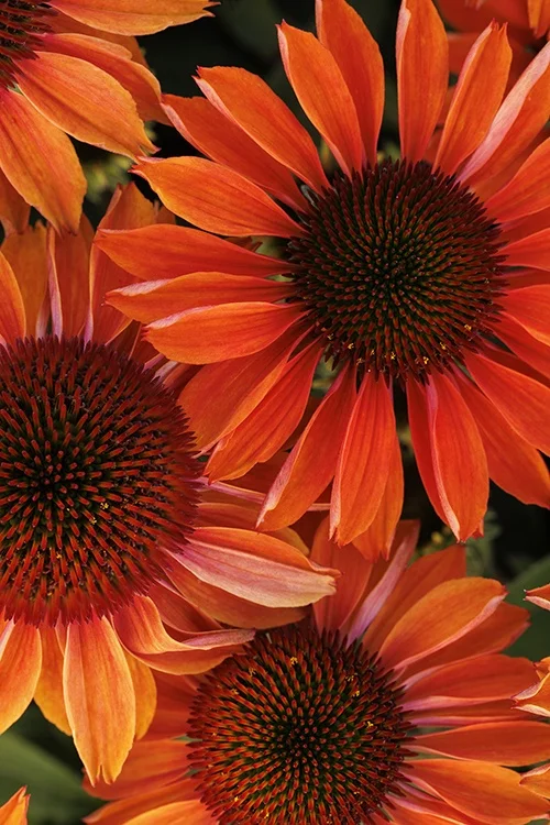 ©Monrovia, by Doreen Wynja