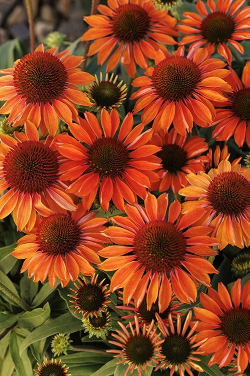 ©Monrovia, by Doreen Wynja