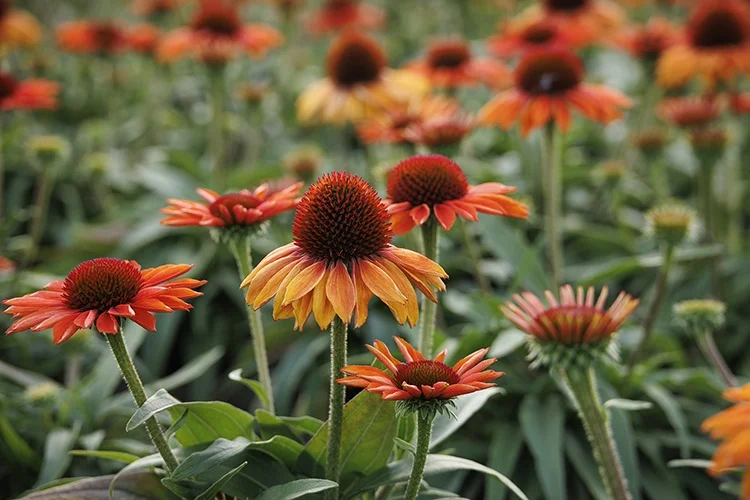 ©Monrovia, by Doreen Wynja