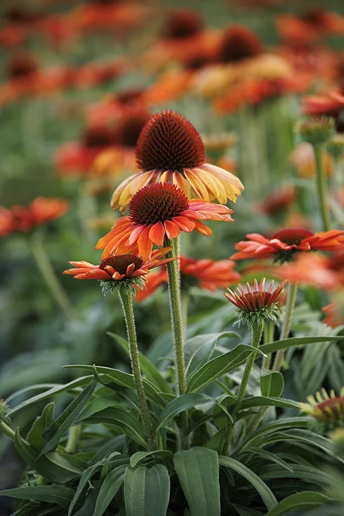 ©Monrovia, by Doreen Wynja