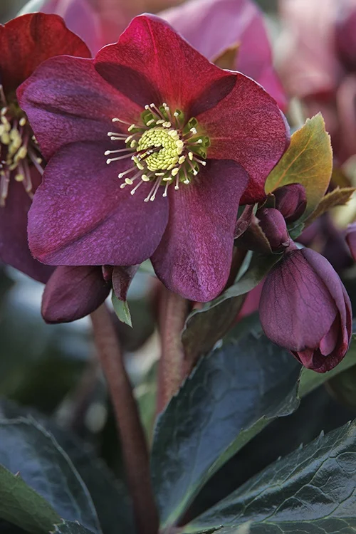 ©Monrovia, by Doreen Wynja