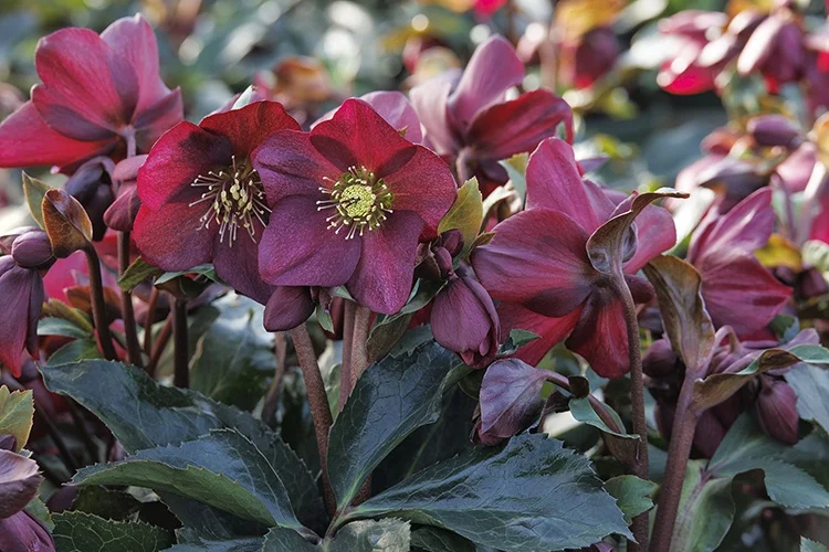 ©Monrovia, by Doreen Wynja