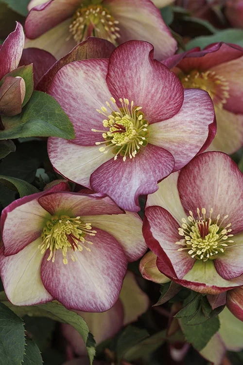 ©Monrovia, by Doreen Wynja