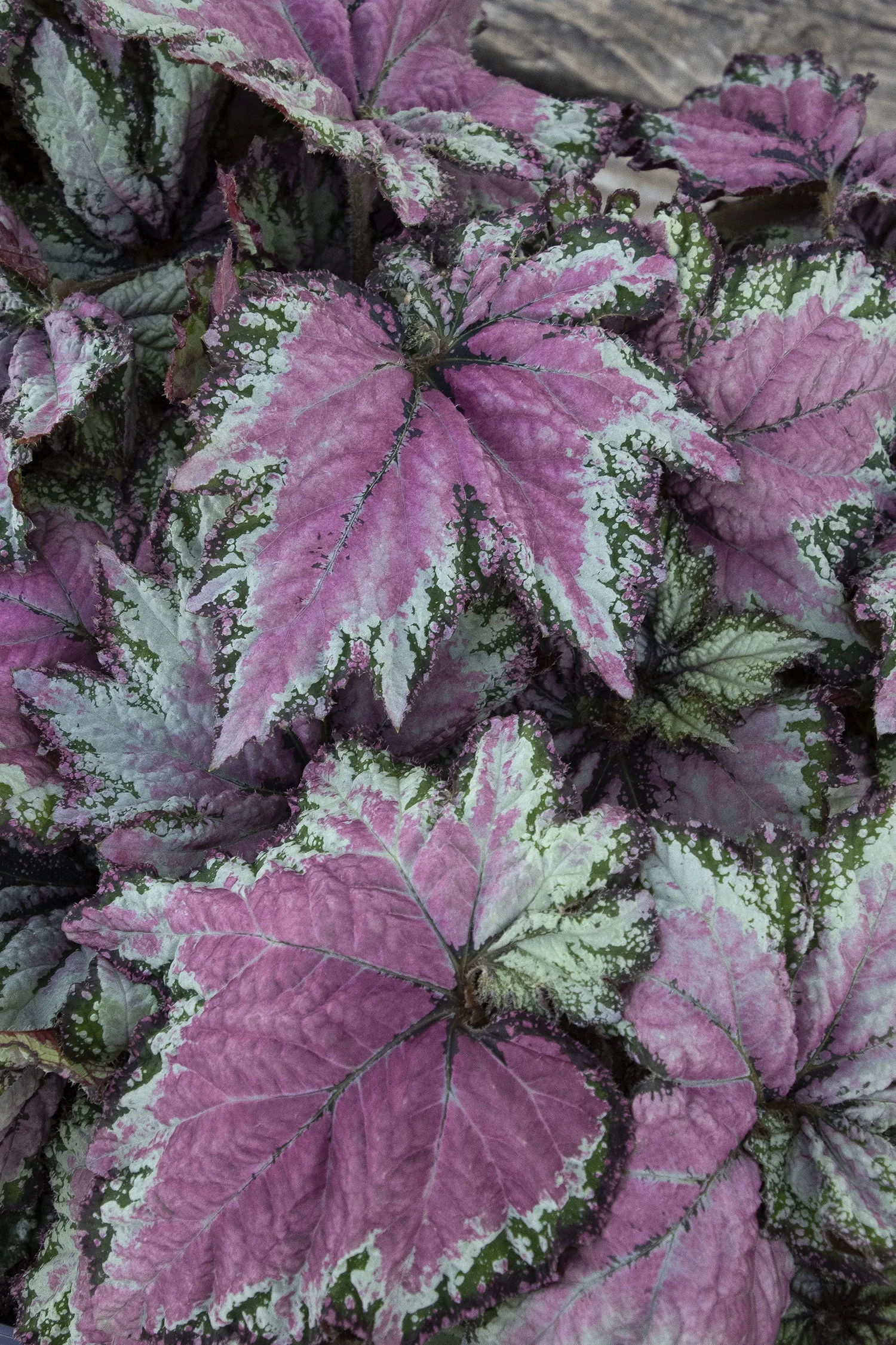 ©Monrovia by Doreen Wynja 