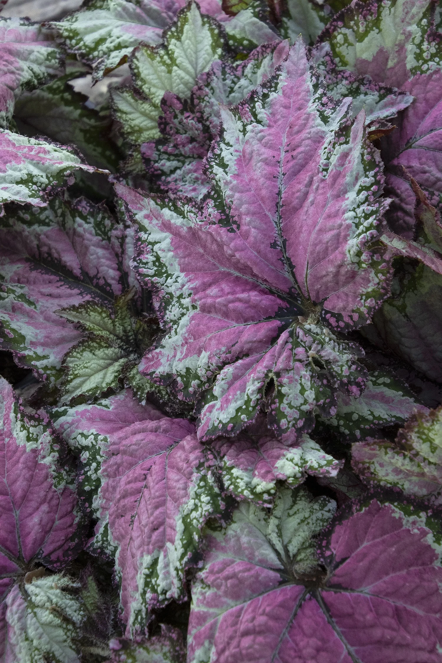 ©Monrovia by Doreen Wynja 