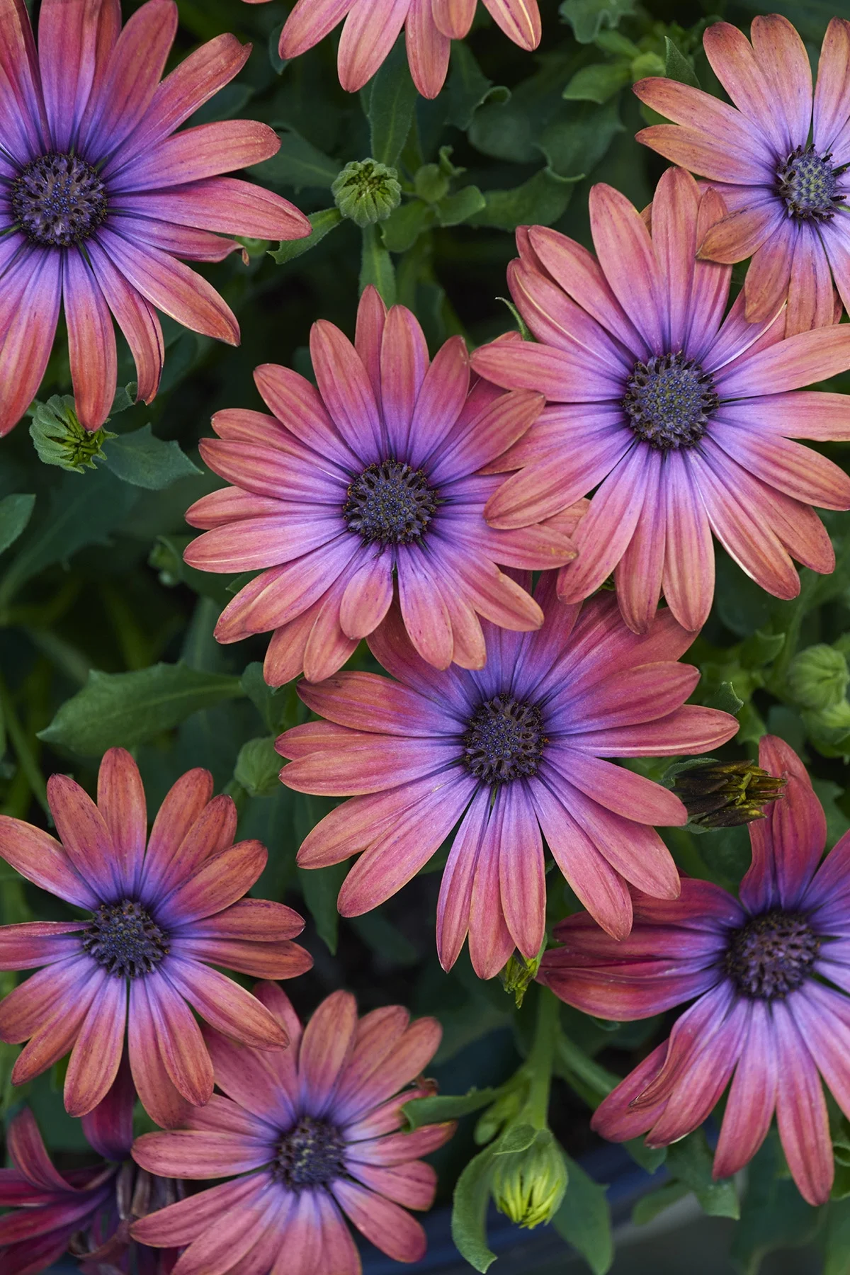 Ostica™ Bronze African Daisy, Osteospermum ecklonis, Monrovia Plant